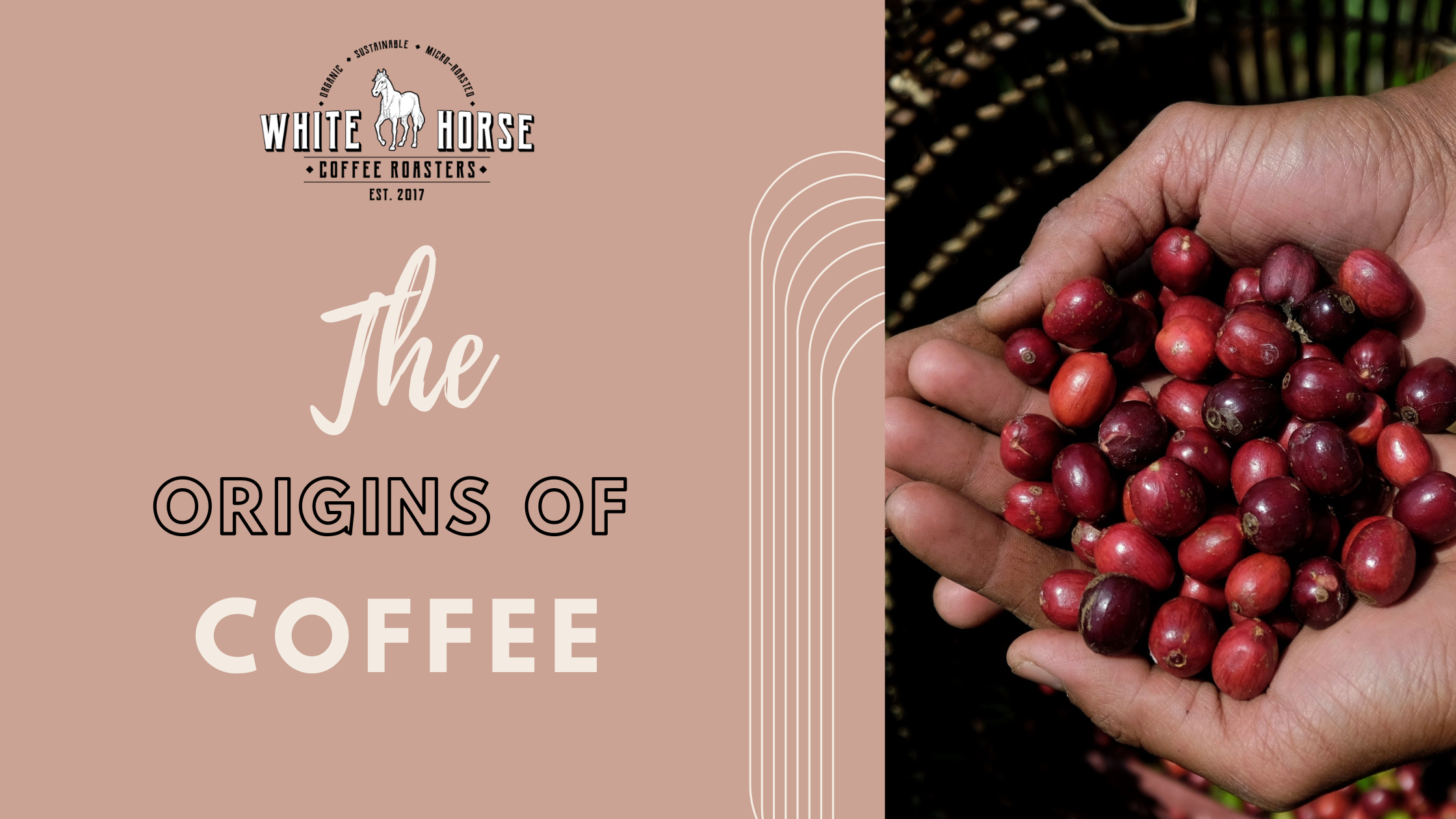 The Origins of Coffee – White Horse Coffee Roasters