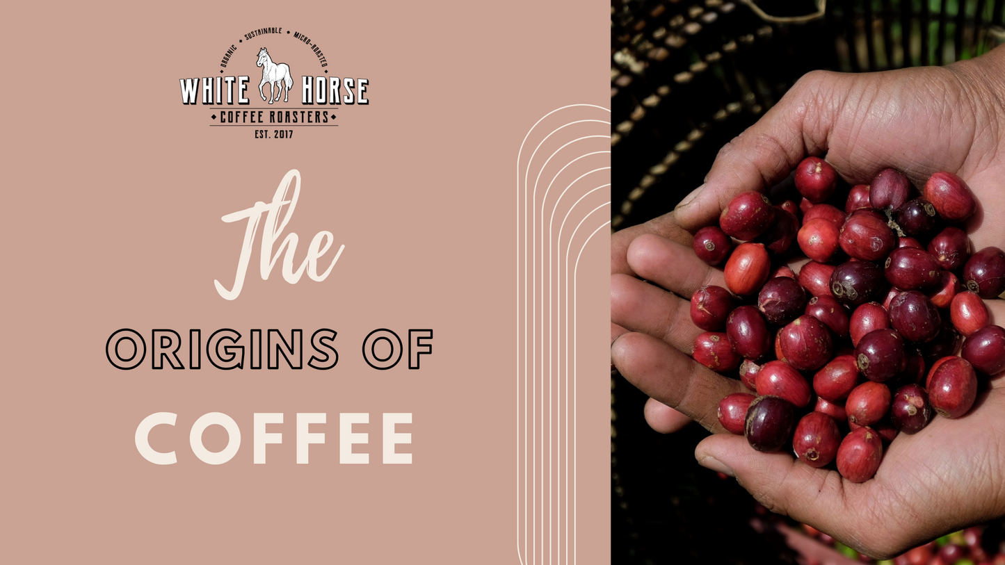 The Origins of Coffee