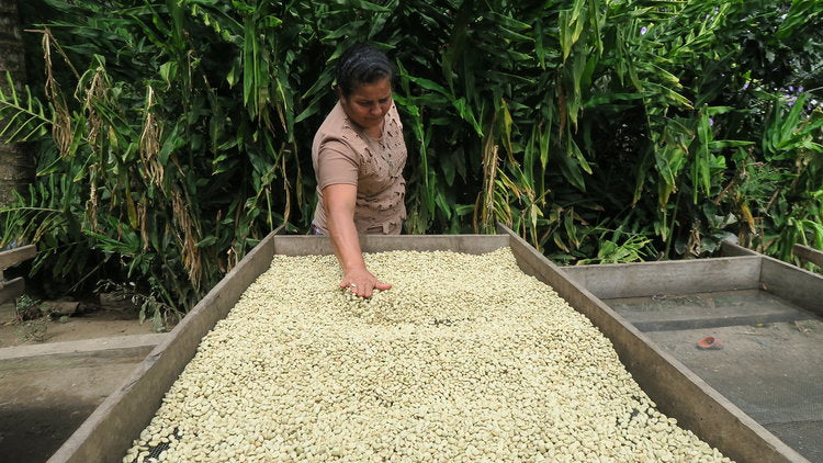 White Horse Coffee Roasters | Fair Trade Coffee Roaster | Specialty Organic Coffee | Eco-Friendly Coffee | Sustainable Coffee | Single-Origin Coffee Roaster